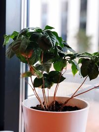 Close-up of potted plant