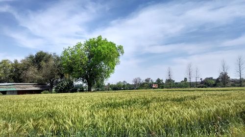 Scenic view of grassy field against sky