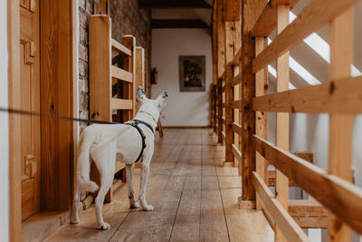 View of dog standing on wooden floor