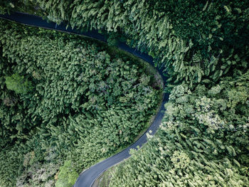 High angle view of road amidst trees in forest