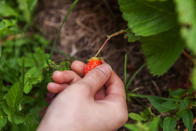 Cropped image of hand holding fruit