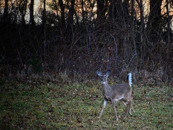 Deer standing on field