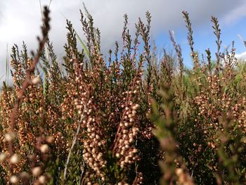 Close-up of plants growing on field against sky