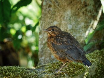 Portrait of young blackbird  fledgling 