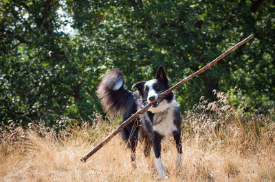 Dog running in a field