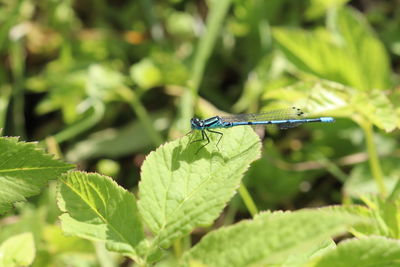 Close-up of insect on leaf