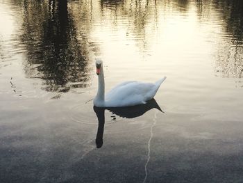 Birds in calm water