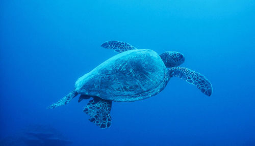 View of turtle swimming in sea