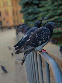 Close-up of pigeon perching