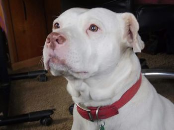 Close-up portrait of a dog