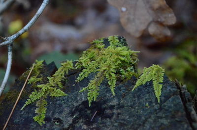 Close-up of moss on rock