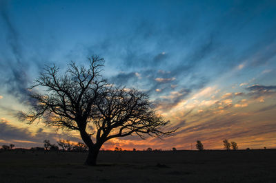 Silhouette tree on field against sky at sunset