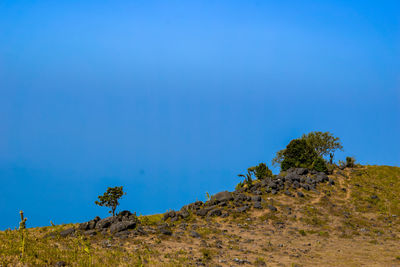 Plants growing on land against blue sky