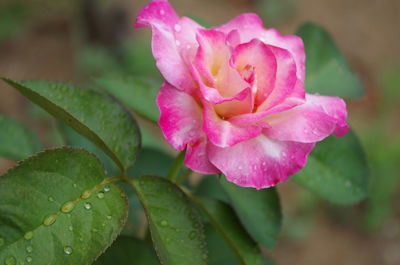 Close-up of wet pink rose flower