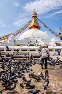 Rear view of man on birds against sky