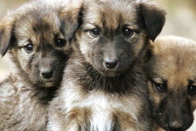 Close-up portrait of dog