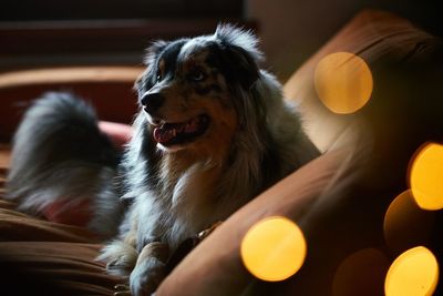 Close-up of dog looking away at home