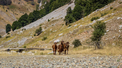 Horses on desert against sky