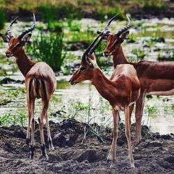 Deer standing on field in forest