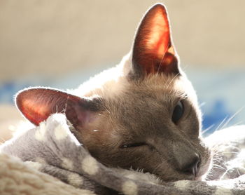 Close-up of a cat looking away