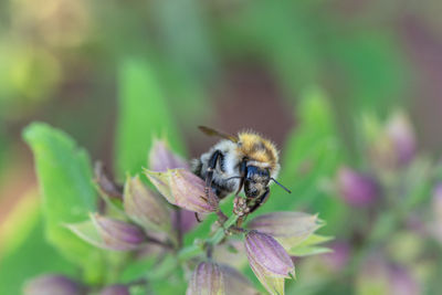 Close-up of bee pollinating on flower