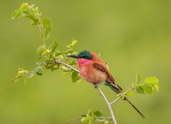 Close-up of a bird perching on plant