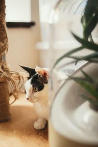 Cat standing by potted plant at home