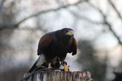 Close-up of bird perching on branch