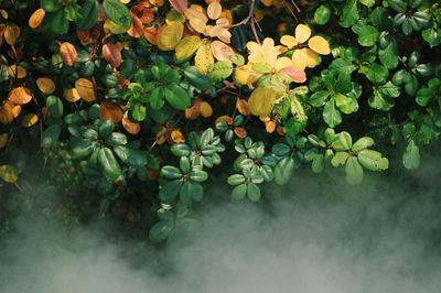 Plants growing on tree