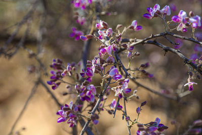 Flowers an ironwood tree olneya test. flower purple color, white color, violet color,  purple