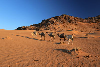 View of camels in the desert