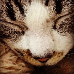 Close-up of cat