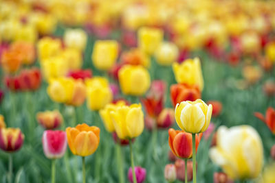 Close-up of yellow tulips