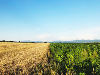 Scenic view of agricultural field against sky