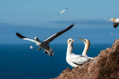 Seagulls flying over sea against sky