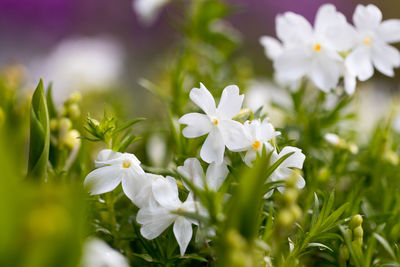 Close-up of white flowers blooming outdoors