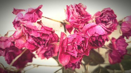 Close-up of pink flower