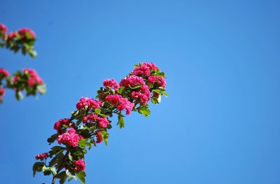 Low angle view of pink flowers against clear blue sky