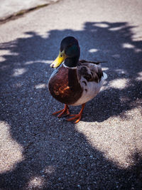 High angle view of mallard duck