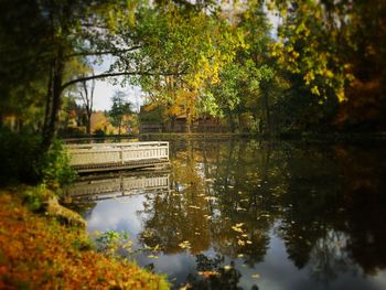 Reflection of trees in pond