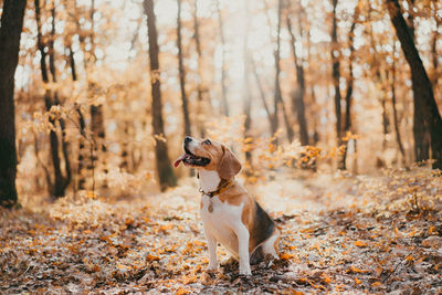 Dog running in forest