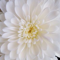 Full frame shot of white flower