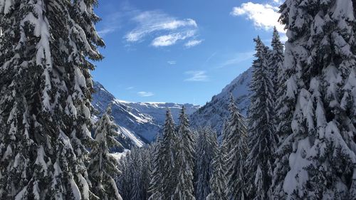 Panoramic view of pine trees on snowcapped mountains against sky