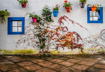 Potted plant on wall of building