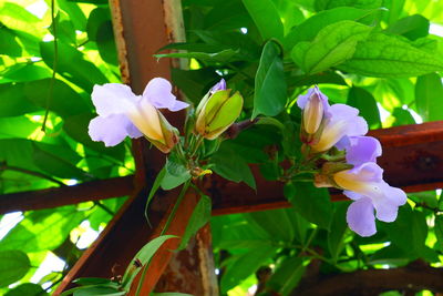 Close-up of purple flowering plant