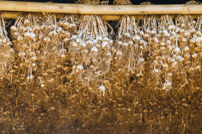 Close-up of garlic hanging from bamboo