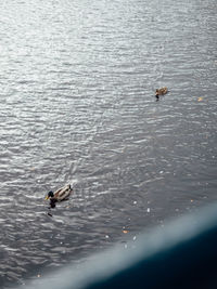 High angle view of ducks swimming in lake