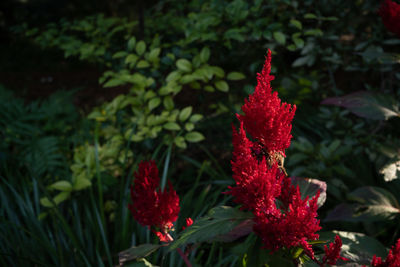 Close-up of red flowering plant