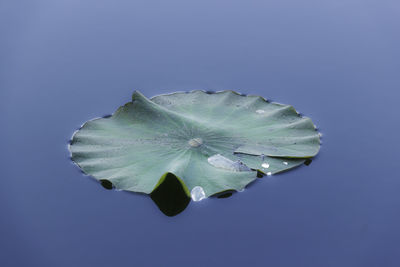 Close-up of leaf floating on water against blue background