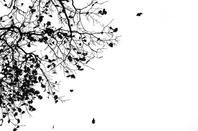 Low angle view of silhouette birds flying against clear sky